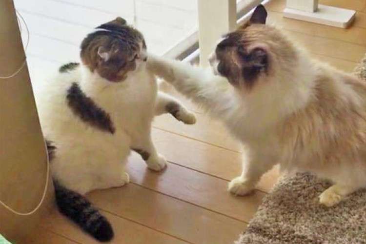 速すぎてスローモーションに見える！？ 驚くべき速度で猫パンチを放つ