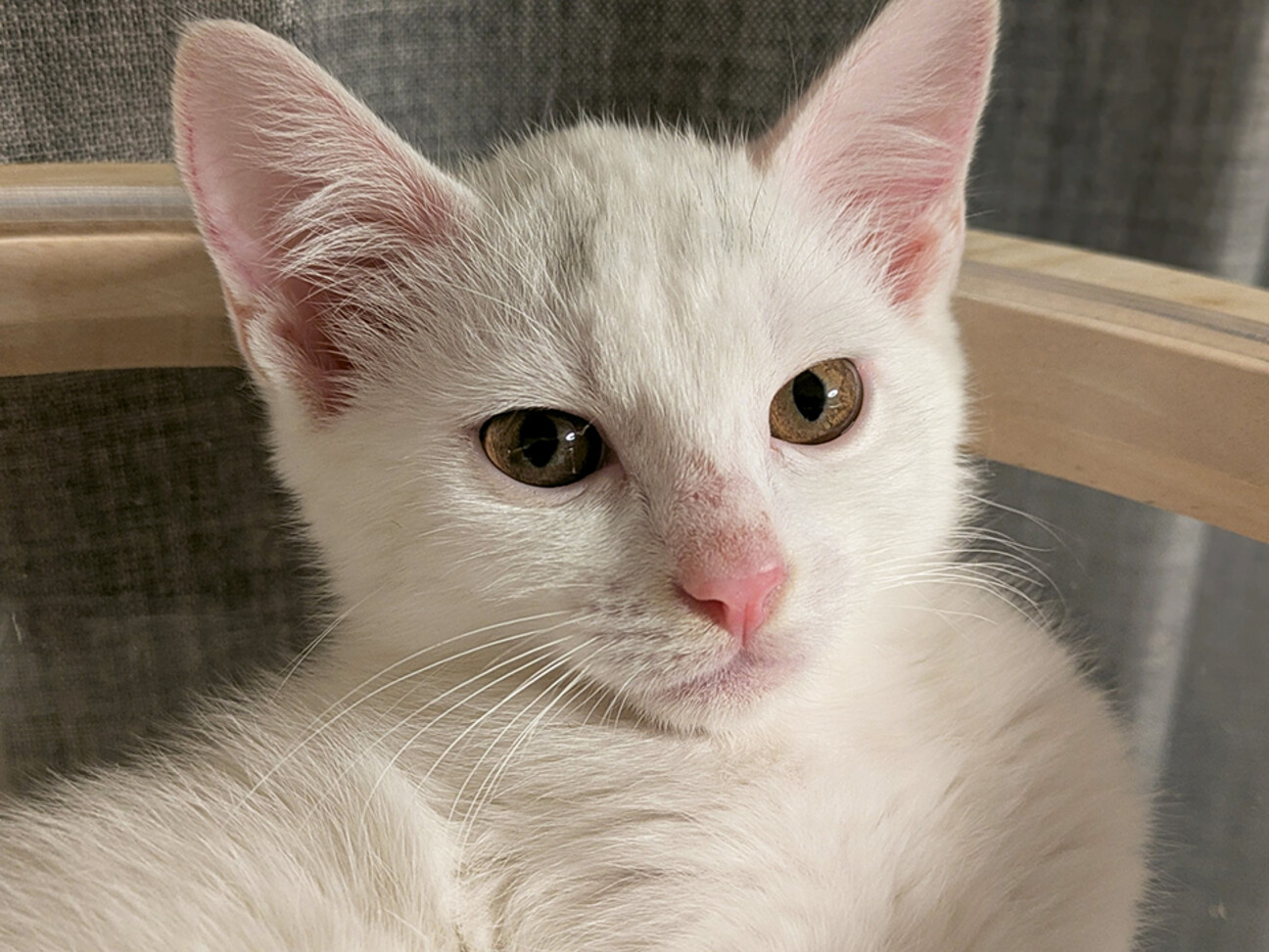 むく♀白猫の兄妹5ヶ月半」東京都 - 猫の里親募集(525108) :: ペットの