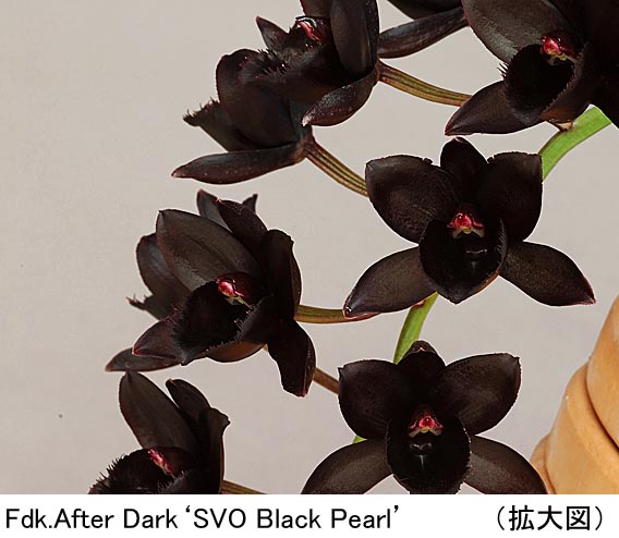 Fdk.After Dark'SVO Black Pearl'アフター ダーク'ブラック パール