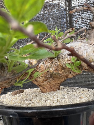 コミフォラ エイル② | X−PLANTS