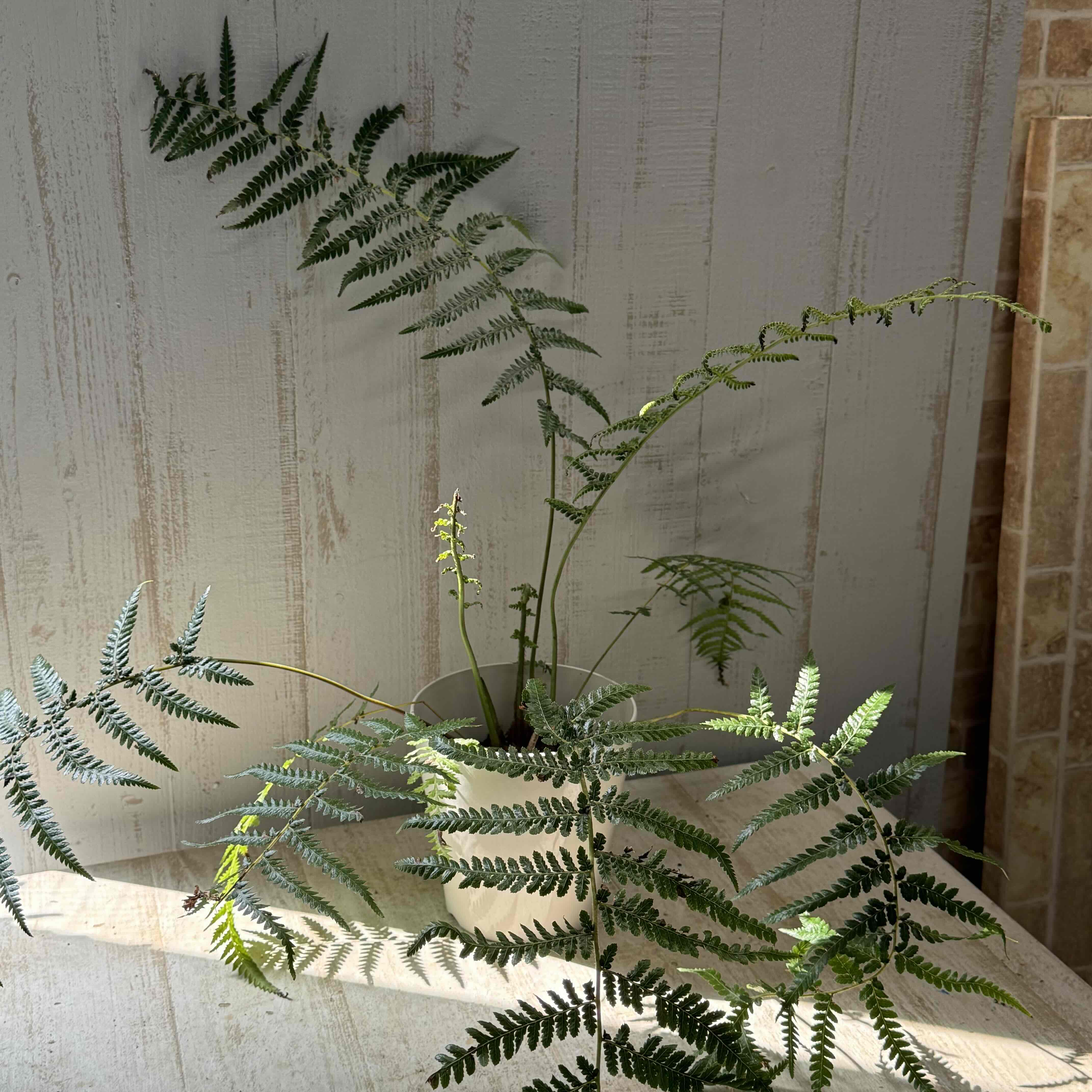 ディクソニア アンタルクティカ | グリーンホビー