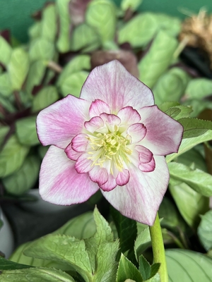 野田園芸】ピンクグラデーションdd クリスマスローズ 苗 野田園芸さん