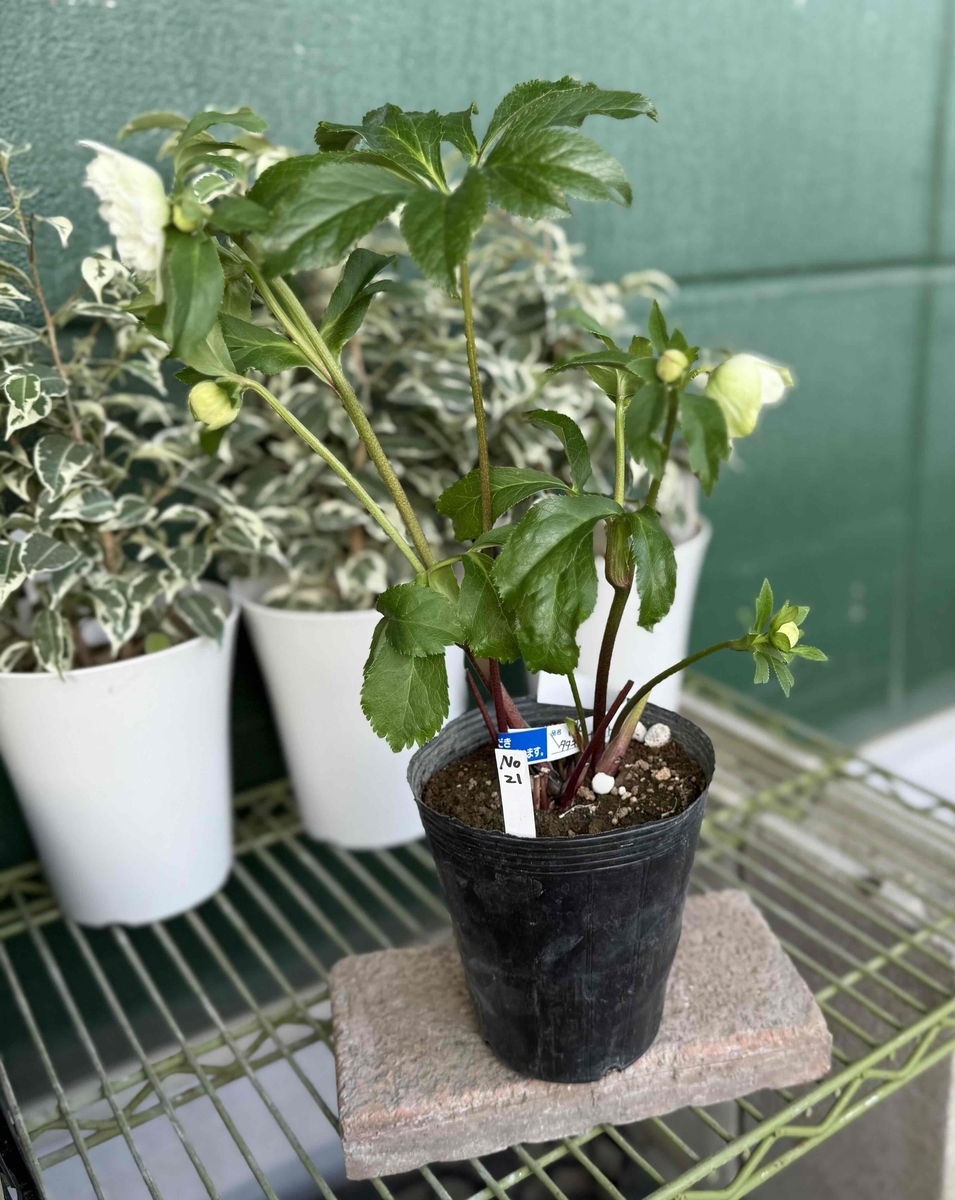 ○8時だよ 野田の心 超多弁ホワイトロゼット咲き【No21】 | グリーン