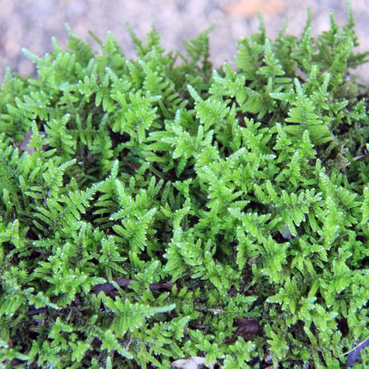 ハイゴケ（這苔）｜盆栽・インテリア｜自然と暮らす | 自然生活