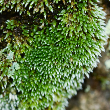 ギンゴケ（銀苔）｜盆栽・インテリア｜自然と暮らす | 自然生活