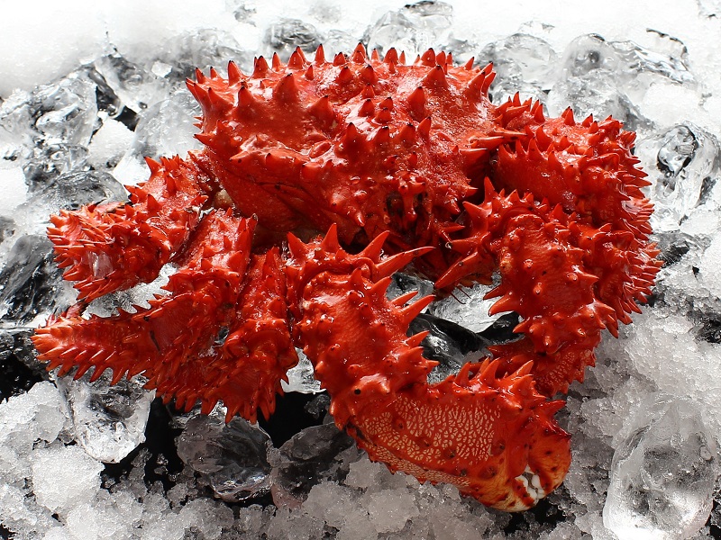 根室産ボイル花咲ガニ700g前後（1尾入）｜一印おさかな市場の通販