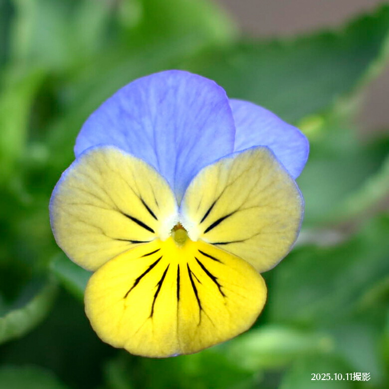 お花の苗 ブルーピンク 黄色 楽天市場】ブルー系 花苗の通販