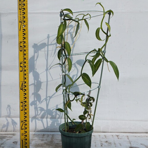 苗木 バニラ 18cmスリット鉢 | 農業屋.com