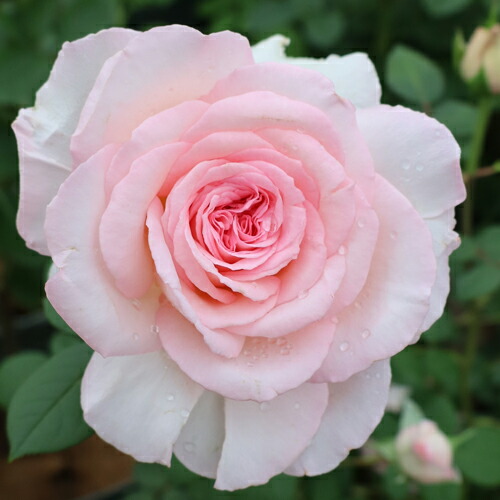 バラ苗(予約販売) 【ラブリーキス】 新苗 4号鉢 （ハイブリッドティー