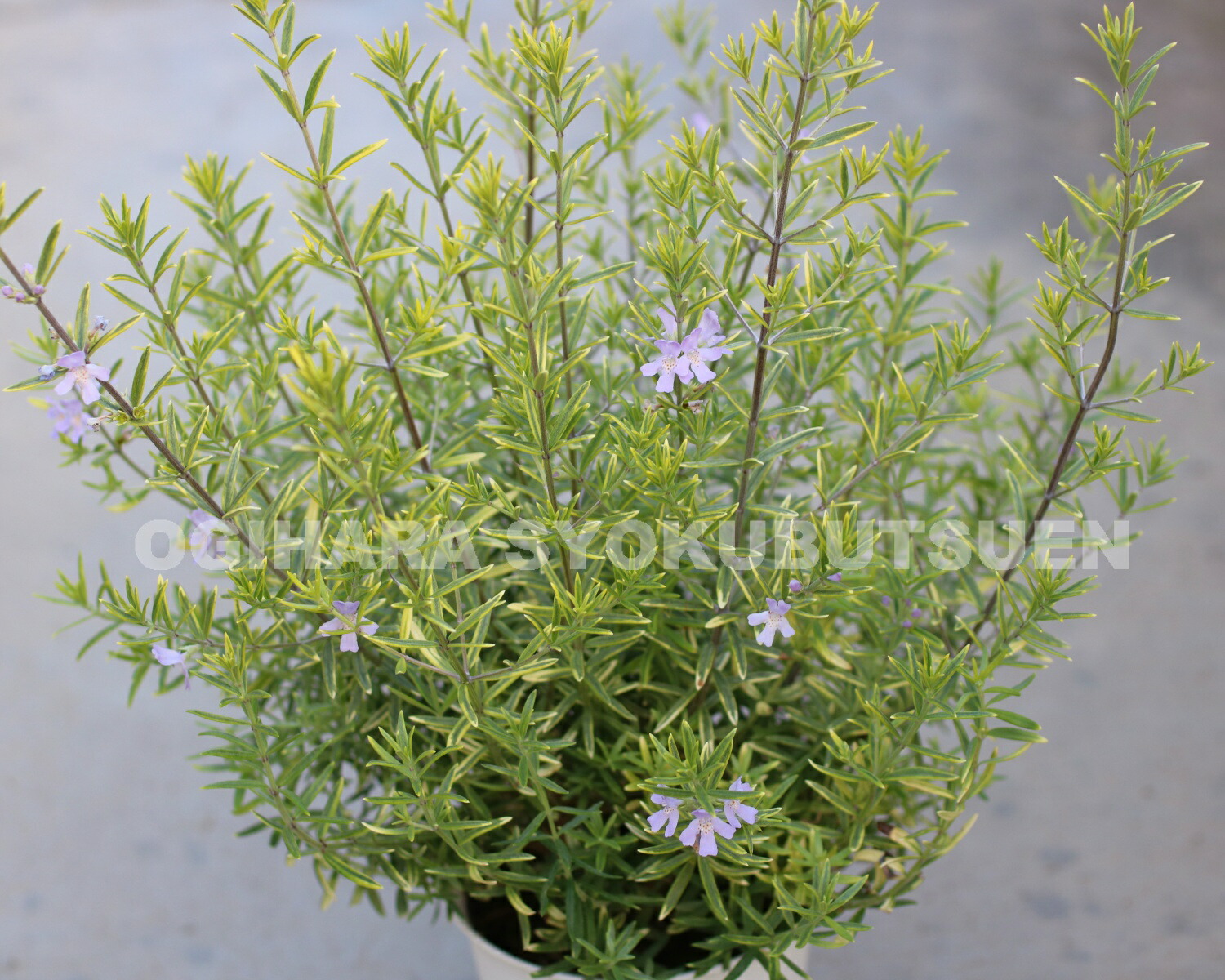 楽天市場】ウエストリンギア 'モーニング ライト' : おぎはら植物園