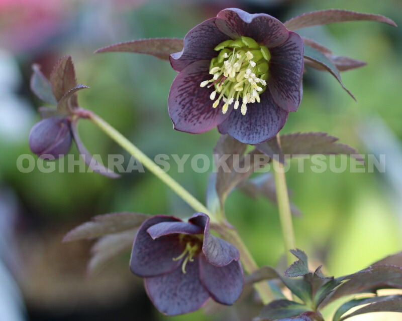 楽天市場】クリスマスローズ クロアチカス 開花苗 : おぎはら植物園