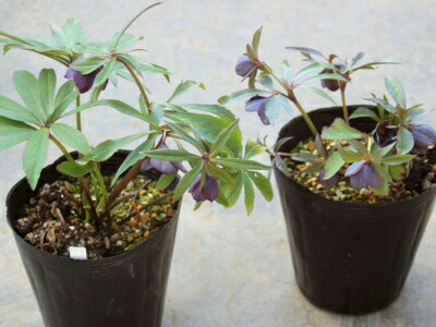 楽天市場】クリスマスローズ クロアチカス 開花苗 : おぎはら植物園