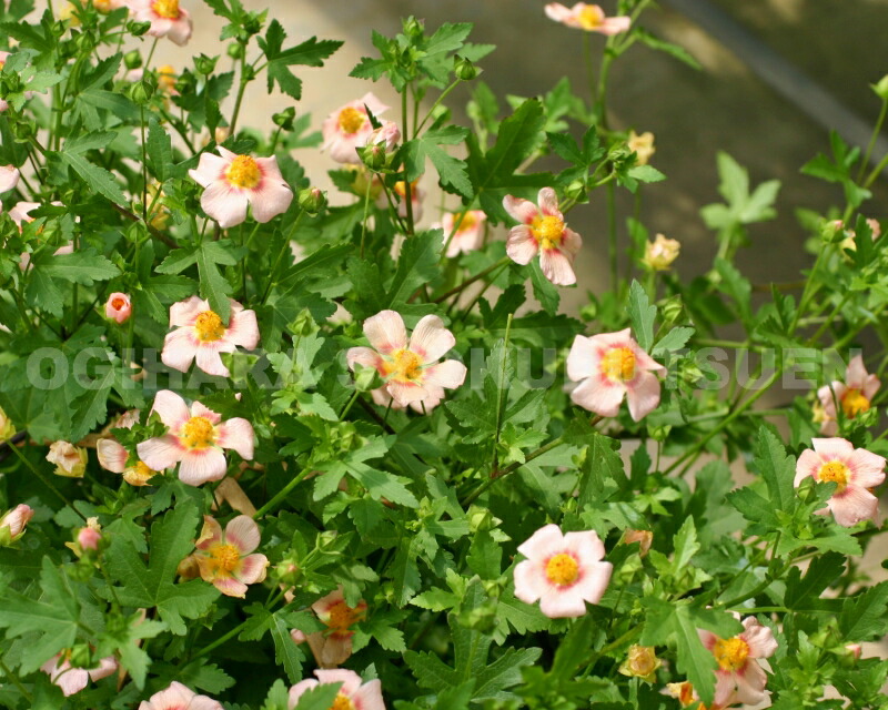 楽天市場】マルバストラム : おぎはら植物園