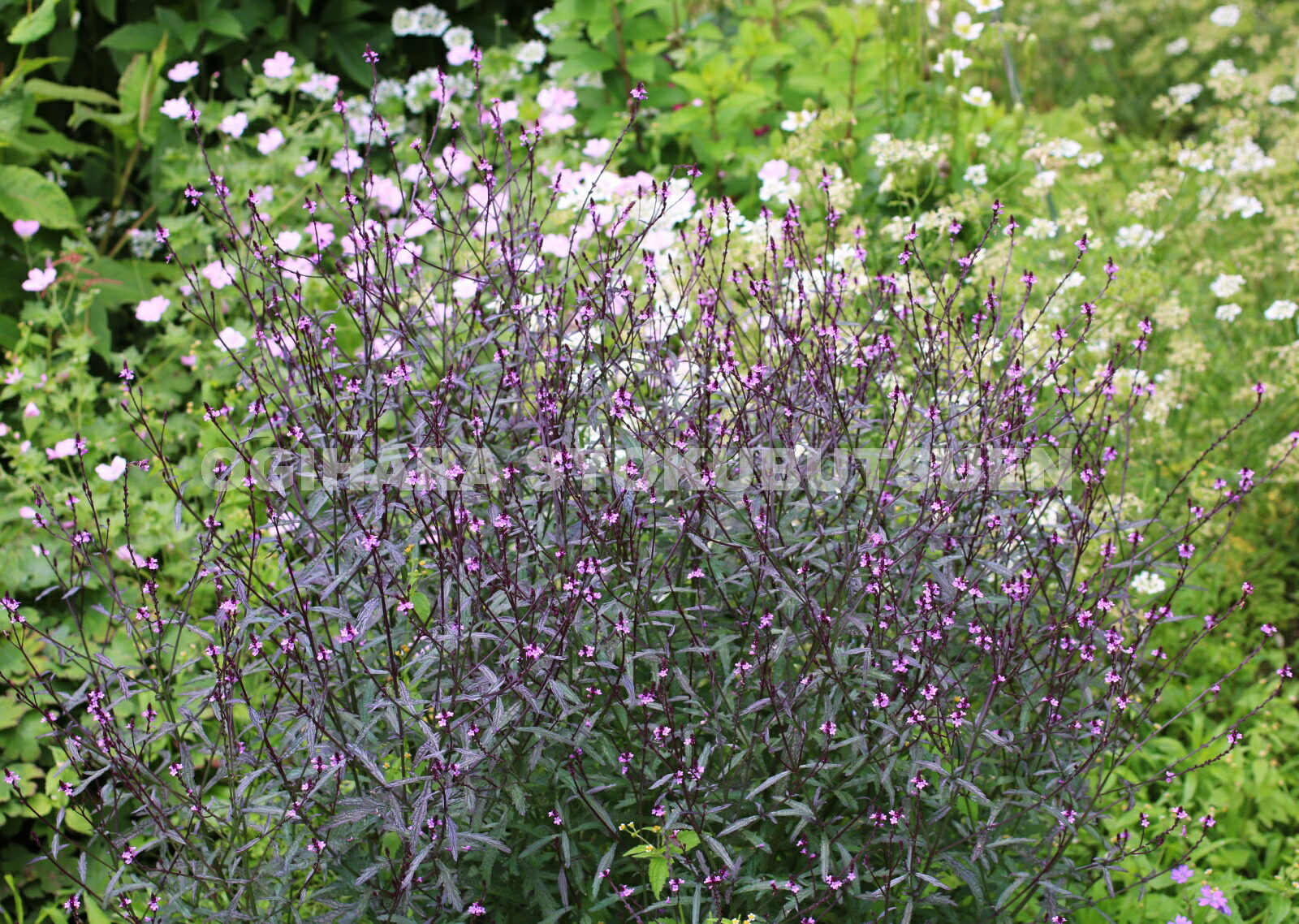 楽天市場】バーベナ 'バンプトン' : おぎはら植物園