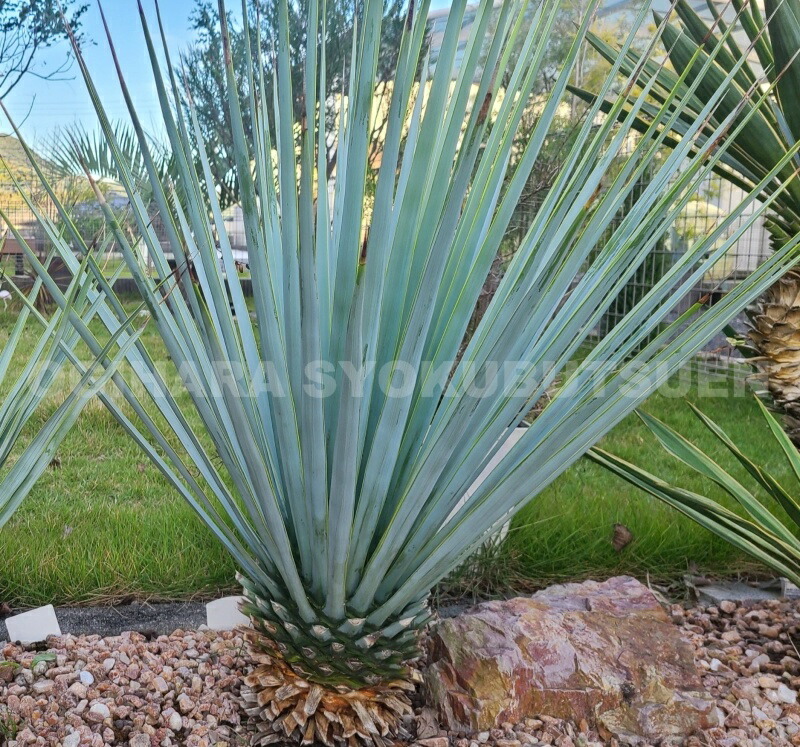 楽天市場】ユッカ リギダ : おぎはら植物園