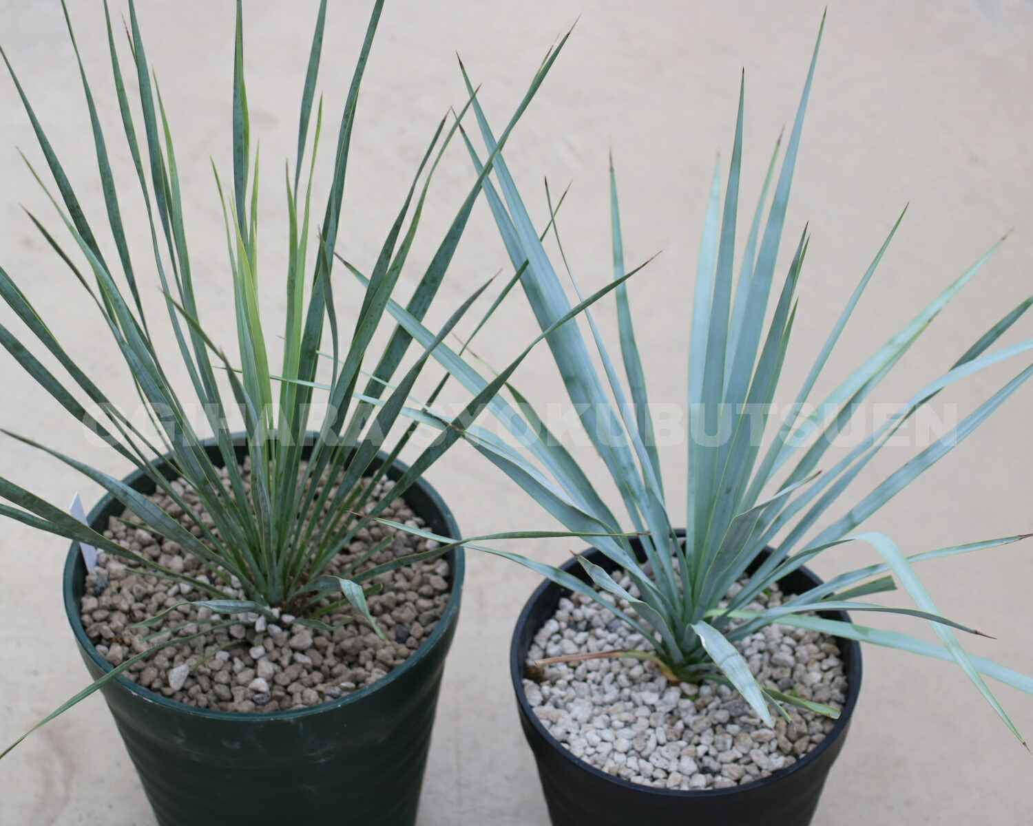 楽天市場】ユッカ リギダ : おぎはら植物園