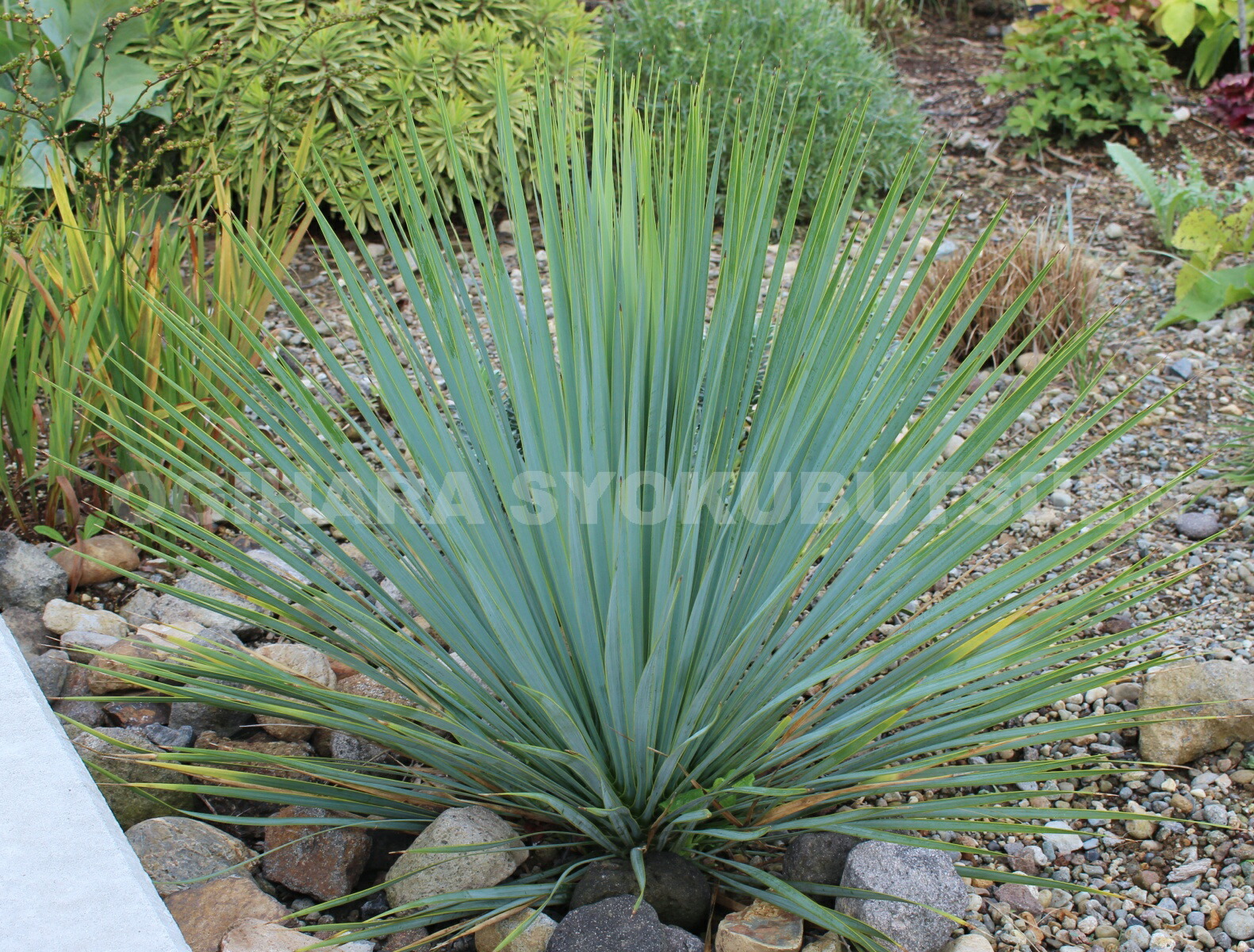楽天市場】ユッカ ロストラータ 'サファイヤ スカイズ' : おぎはら植物園