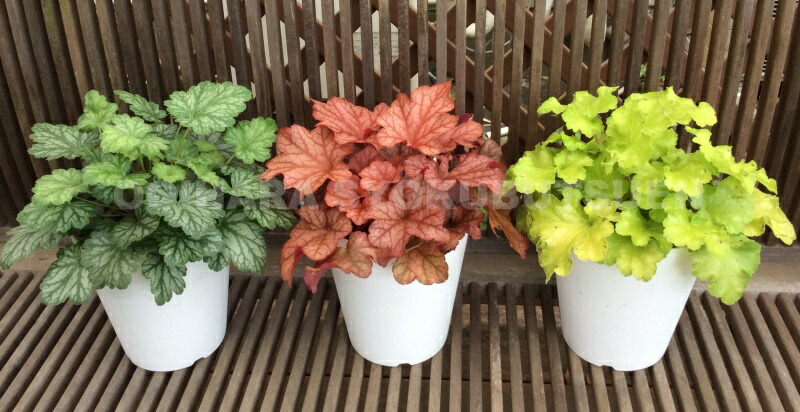 楽天市場】ツボサンゴ（ヒューケラ）'ライム エレクトリック' : お