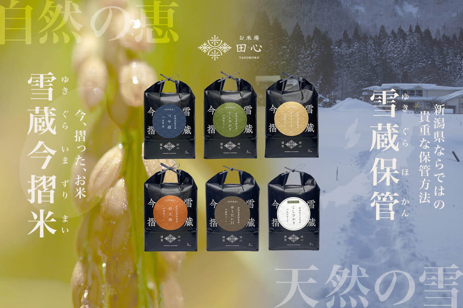 お米場 田心] ＼満天青空レストランで紹介されました／ 新大コシヒカリ