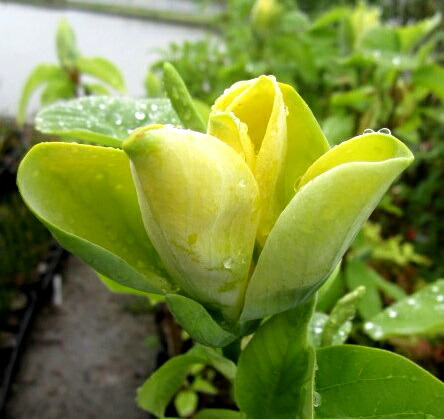 楽天市場】モクレン ジェニー 苗木 6号 ポット植え(z00-2) : 千草園芸