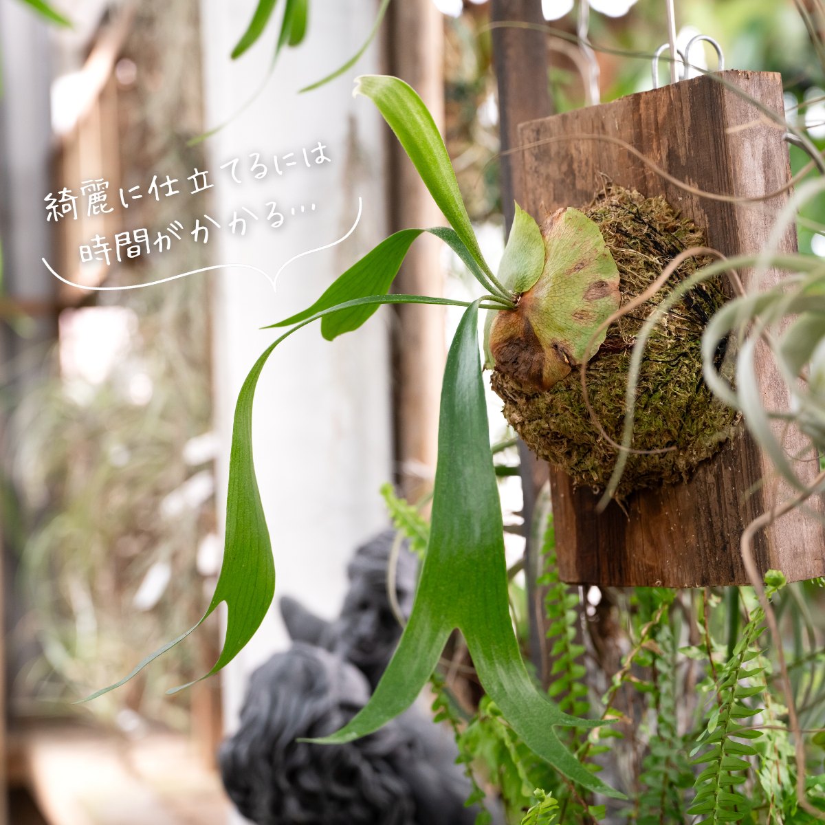 数量限定】ビカクシダ・ヴィーチーのコルク板付け（送料無料）