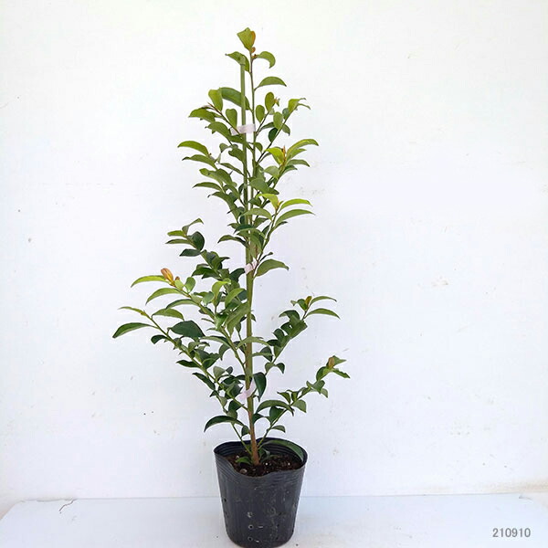 楽天市場】花木 庭木の苗/サカキ：ホンサカキ（本榊）5号ポット : 園芸