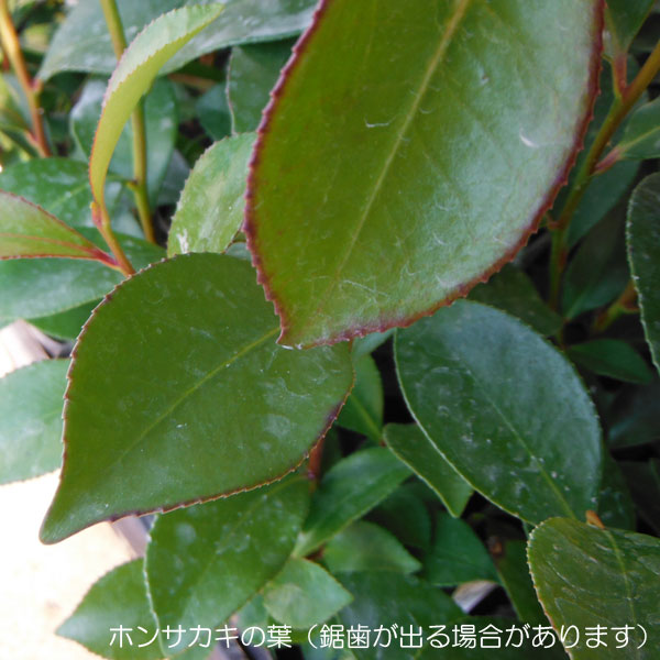 楽天市場】花木 庭木の苗/サカキ：ホンサカキ（本榊）5号ポット : 園芸