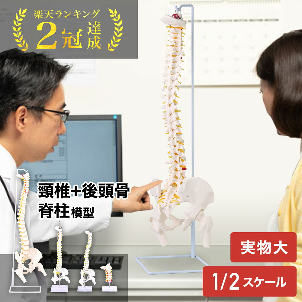 楽天市場】＼2点500円OFFクーポン有／11日 1:59まで 人体模型 脊柱模型