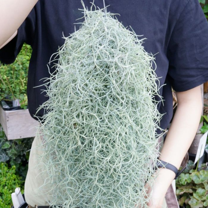 楽天市場】【特大スパニッシュモス】 大ボリューム約150g！ チランジア