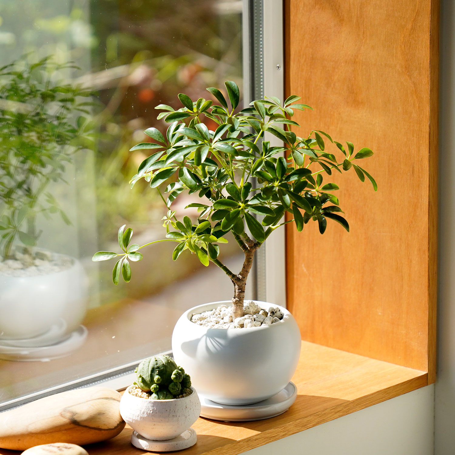 楽天市場】観葉植物 植木鉢 シンプル おしゃれ 白 小さい 3.5号鉢