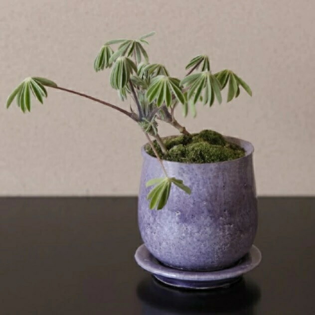 植木鉢 おしゃれ 陶器鉢 ステララウンドS(4色) 11cm 4号 穴あり 受け皿