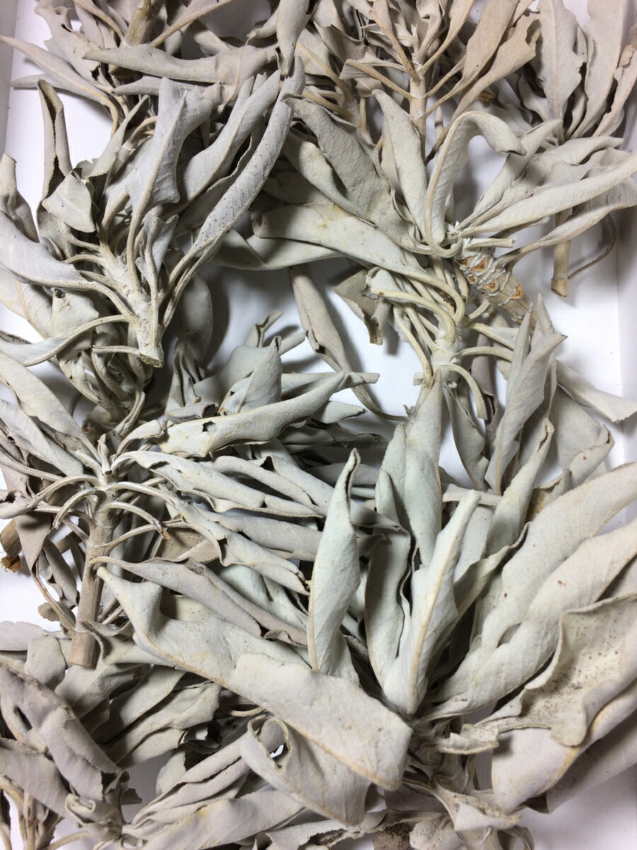 浄化用 ホワイトセージ 選別済み 2026年1月上旬入荷 無農薬