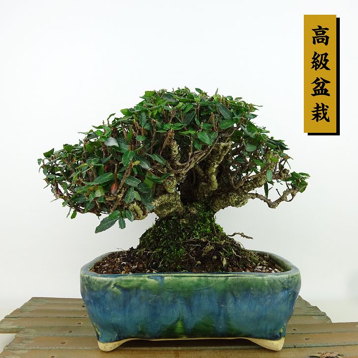 楽天市場】盆栽 縮緬葛 樹高 約15cm ちりめんかずら 高級盆栽