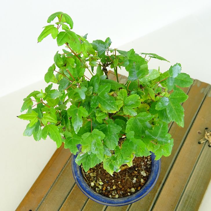 楽天市場】盆栽 楓 樹高 約19cm かえで Acer カエデ 紅葉 カエデ科