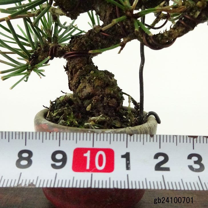 楽天市場】盆栽 松 黒松 ミニ盆栽 樹高 約9cm くろまつ Pinus