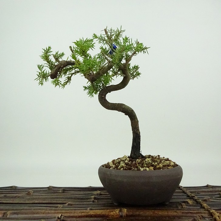 楽天市場】盆栽 松 杜松 樹高 約19cm としょう Juniperus rigida