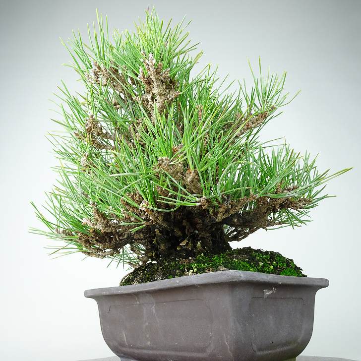 楽天市場】盆栽 松 黒松 瑞宝 樹高 約27cm くろまつ 高級盆栽 Pinus