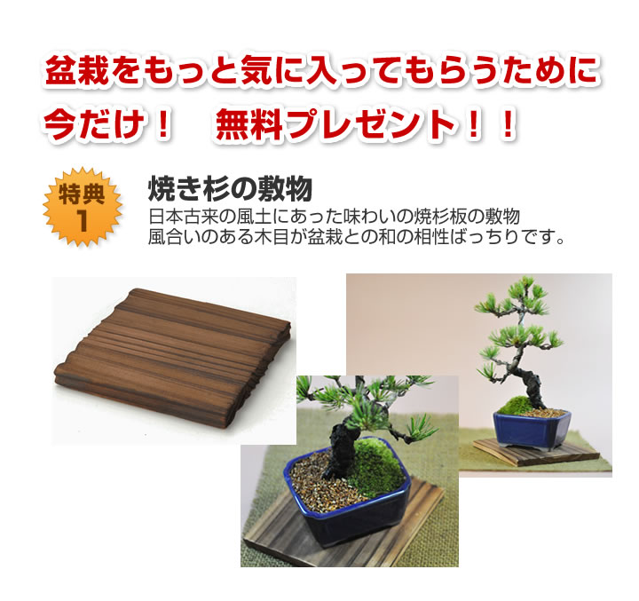 楽天市場】盆栽 選べる ミニ盆栽と道具のセット 父の日 長寿梅 五葉松