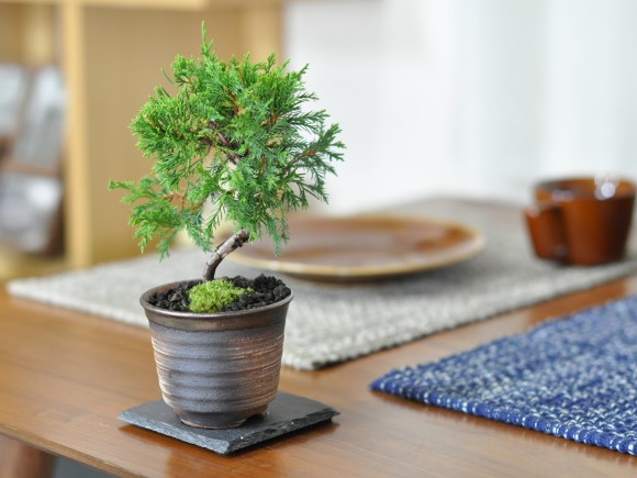 楽天市場】盆栽 真柏 ミニ糸魚川真柏 ミニ盆栽 ミニ 松柏 初心者 室内