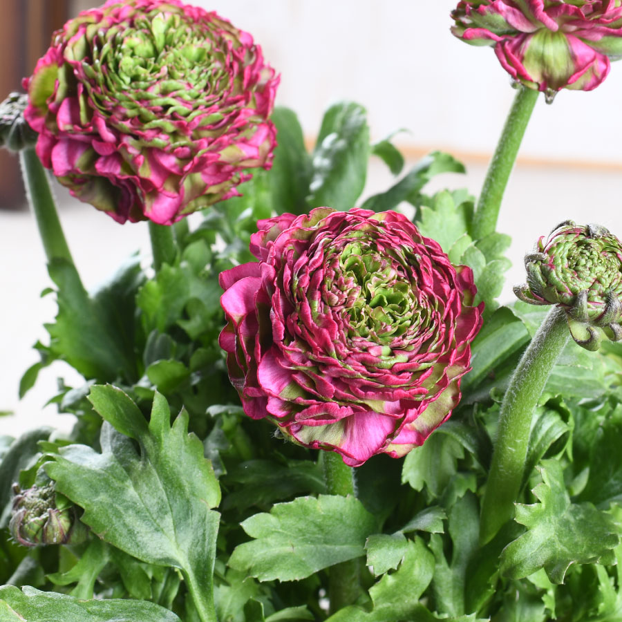 楽天市場】ラナンキュラス ポンポン 5号鉢 希少 鉢花 珍しい かわいい