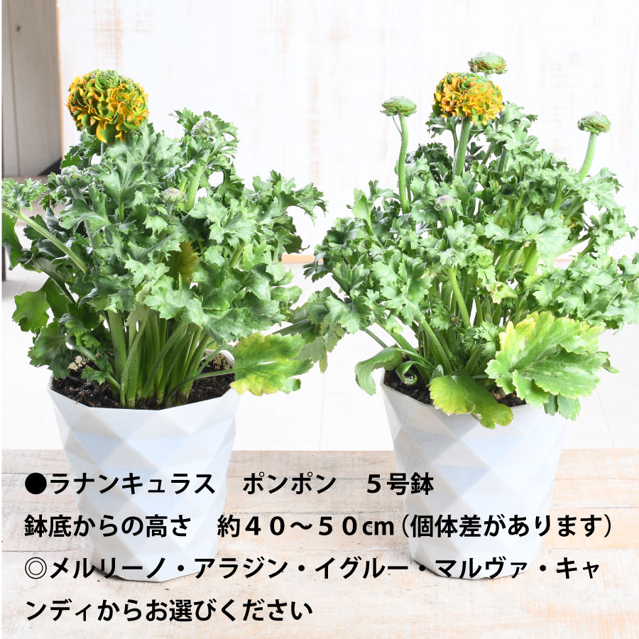 楽天市場】ラナンキュラス ポンポン 5号鉢 希少 鉢花 珍しい かわいい