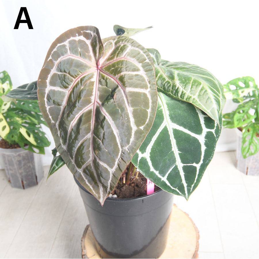 楽天市場】超人気！ 希少！ アンスリウム ミシェル 【現品2点限り】7