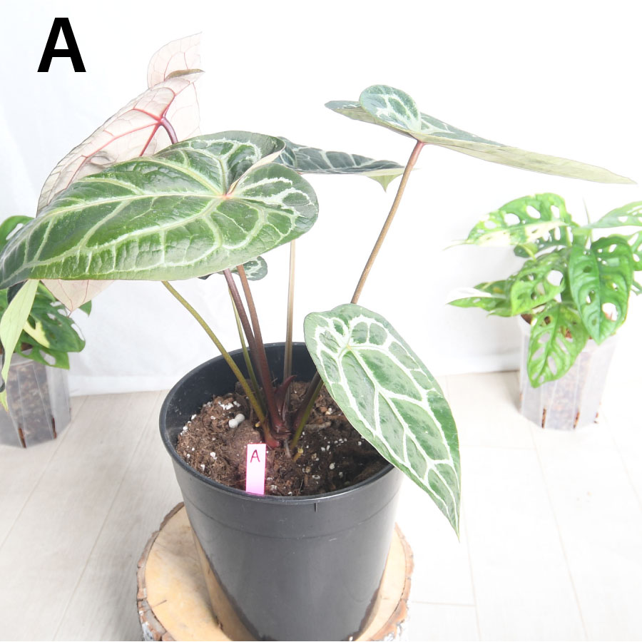 楽天市場】超人気！ 希少！ アンスリウム ミシェル 【現品2点限り】7