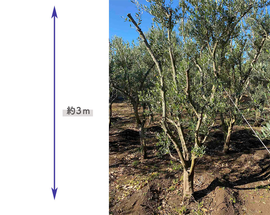 国産 オリーブ オリーブの木 約3m 植木 シンボルツリー 鉢植え 目隠し