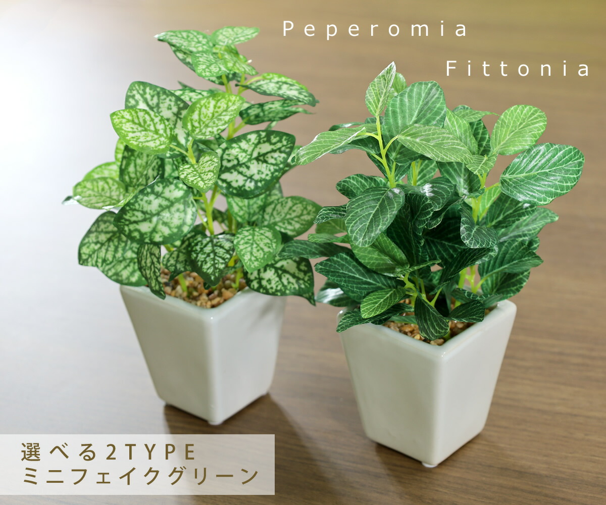 楽天市場】光触媒 光の楽園 卓上 グリーン フェイク 人工観葉植物