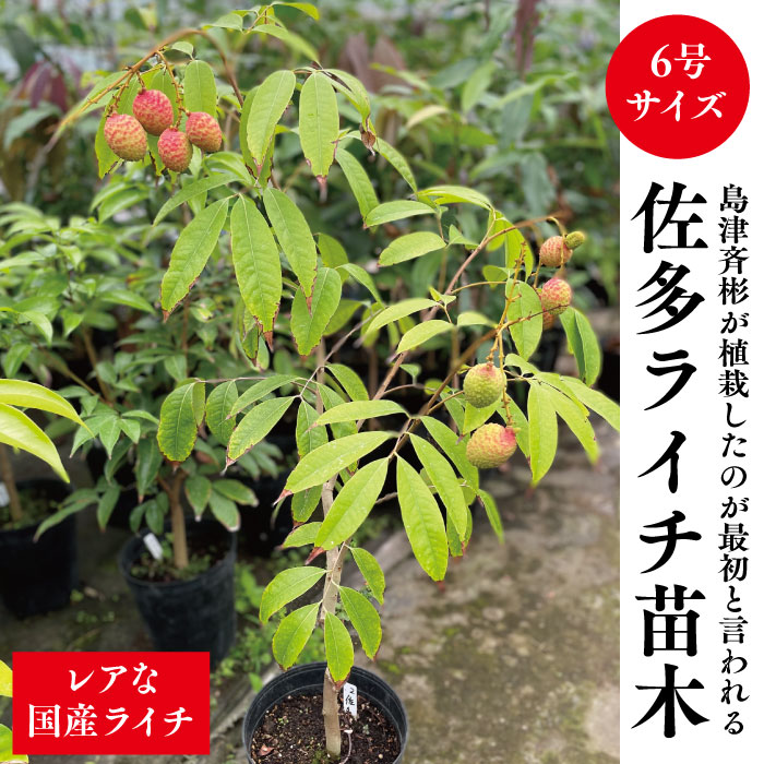楽天市場】☆希少レア☆国産ライチ苗木☆数量限定☆【佐多ライチ苗 6号