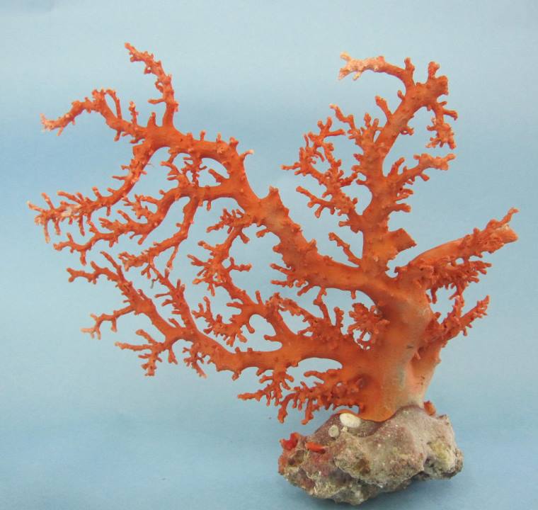 楽天市場】日本・高知沖産赤珊瑚の拝見 原木 家宝 置物 飾り 盆栽風