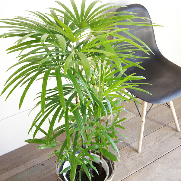 楽天市場】棕櫚竹 シュロチク 8号 鉢カバー付き 送料無料 寒さに強い