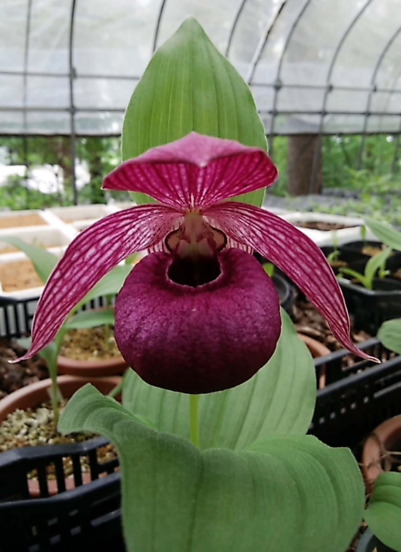 富士見「釜無ホテイアツモリソウ」売って乱獲防ぐ 6月から｜信濃毎日