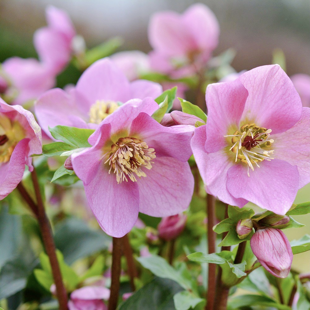 クリスマスローズ 冬の貴婦人 新品種 ラベンダーピンク 4.5号